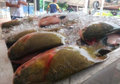 Quaresma: confira feiras com peixes frescos e produtos regionais em Manaus